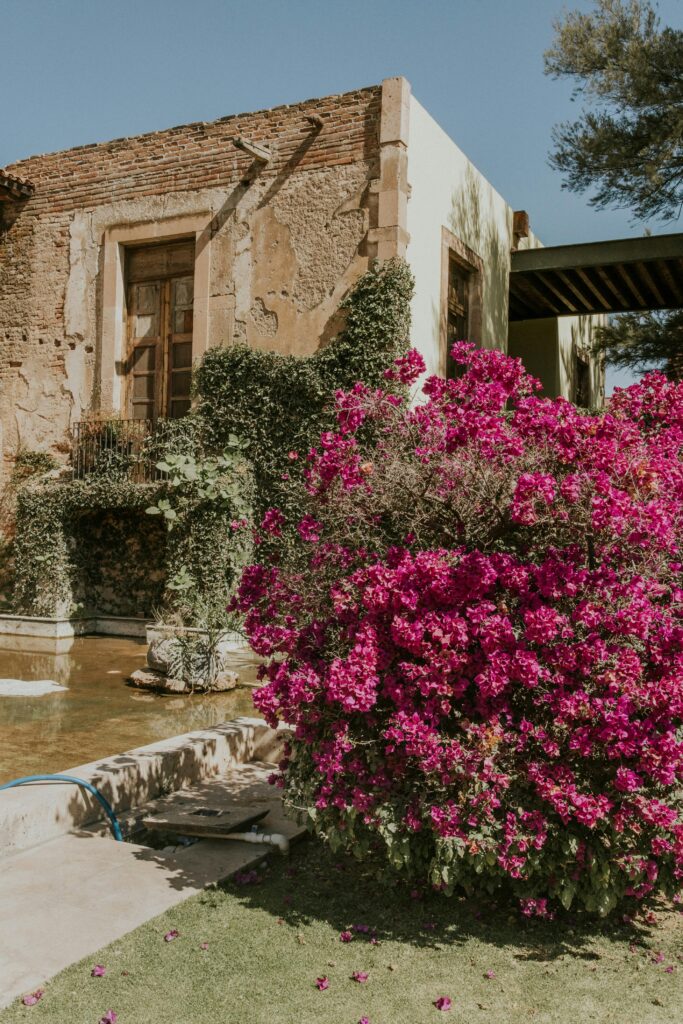 pexels amar 30893320