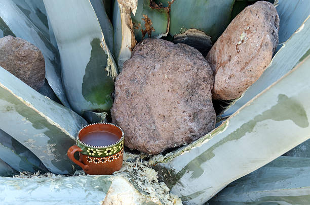 pulque con maguey